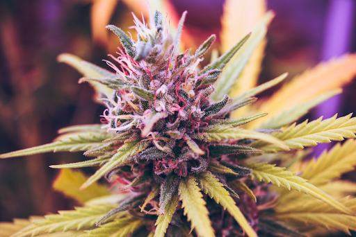 How to identify the superiority of cannabis flowers