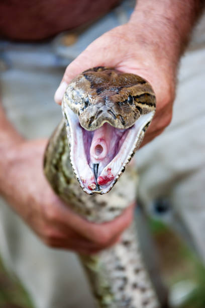 Sunshine Coast’s Best Kept Secret: Snake Catching and Relocation Services