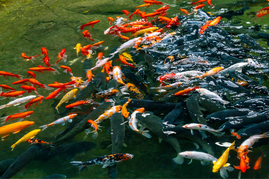 How to Keep Your Koi Fish Cool and Healthy